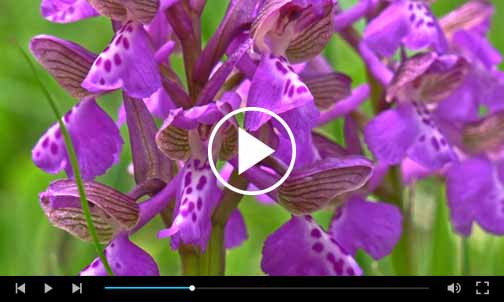 video-orchidee